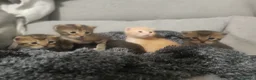Meticcio gatti in regalo: Gattini a Provincia di Pordenone - Annuncio 6