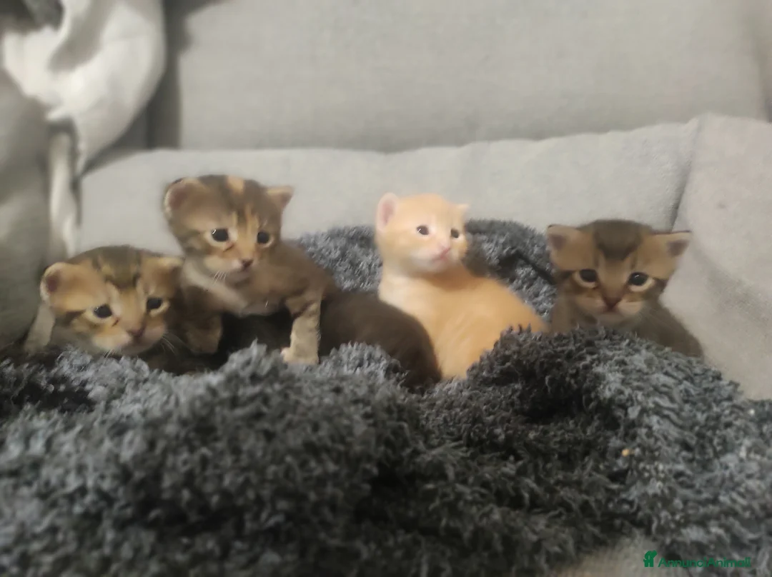 Meticcio gatti in regalo: Gattini a Provincia di Pordenone - Annuncio 6