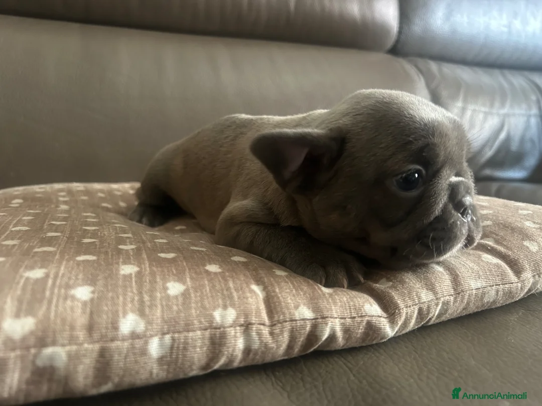 Bulldog Francese cani in vendita: Cuccioli di bulldog francese BLUE - Annuncio 2