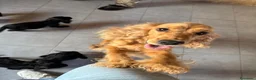 Cocker cani in vendita: Cuccioli di cocker nero - Annuncio 7
