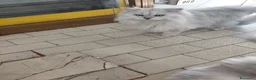 Persiano gatti in vendita: PERSIANO  CHINCHILLA- SILVER - Annuncio 6