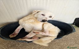 Meticcio cani in regalo: Consuelo: adozione del cuore o stallo  a Città Metropolitana di Genova - Immagine 9