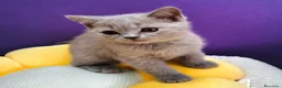 British gatti in vendita: Cuccioli British Shorthair lilac  - Annuncio 16