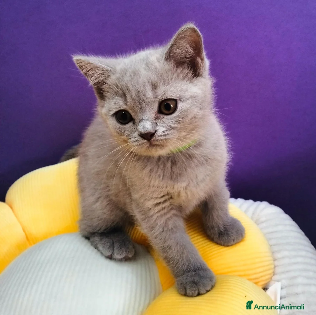British gatti in vendita: Cuccioli British Shorthair lilac  - Annuncio 16