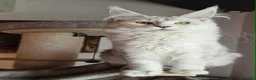 Maine Coon gatti in vendita: Maine coon maschietti a Città Metropolitana di Firenze - Annuncio 2