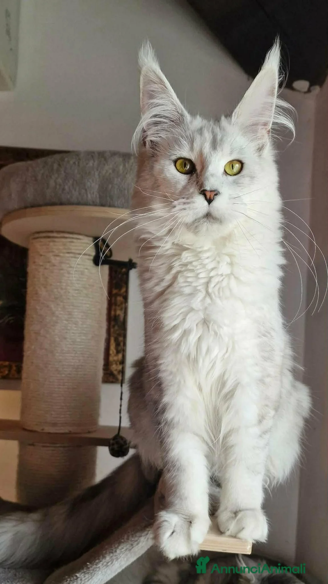 Maine Coon gatti in vendita: Maine coon maschietti a Città Metropolitana di Firenze - Annuncio 2
