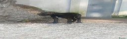 Cane Corso cani in vendita: Cucciola Cane Corso a Provincia di Forlì-Cesena - Annuncio 3