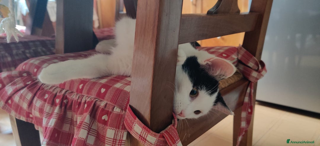 Meticcio gatti in regalo: ADOZ.DEL CUORE: dolcissima micia senza casa - Annuncio 2