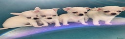 Chihuahua cani in vendita: Meravigliosi cuccioli di chihuahua bianchi - Annuncio 6