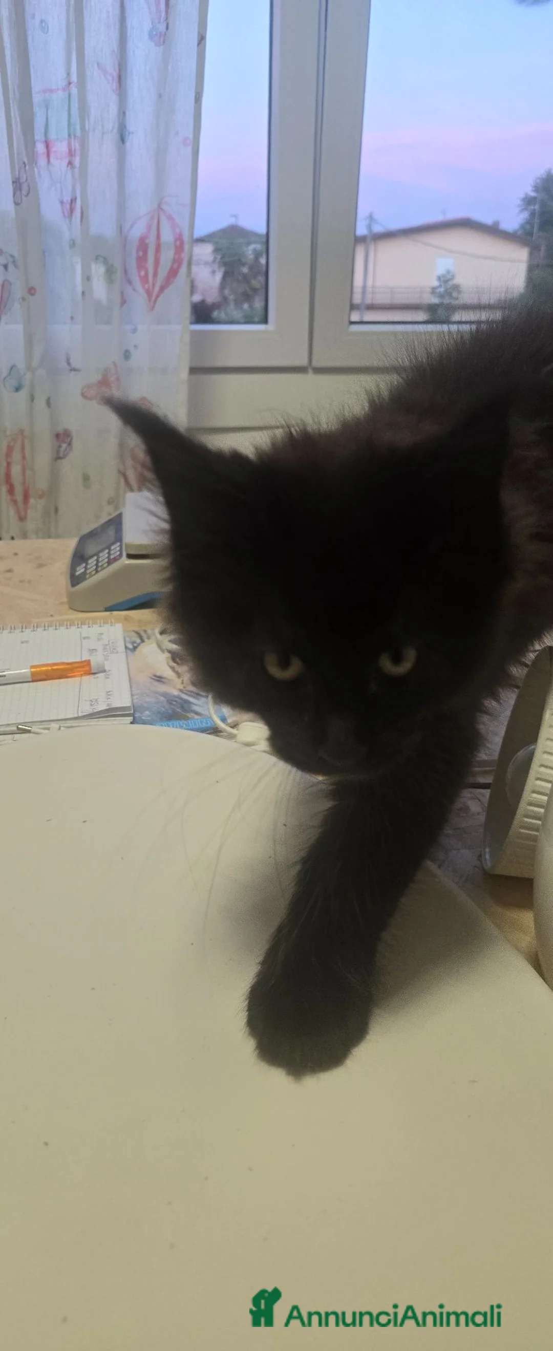 Maine Coon gatti in vendita: Maine coon black  maschio xl - Annuncio 2