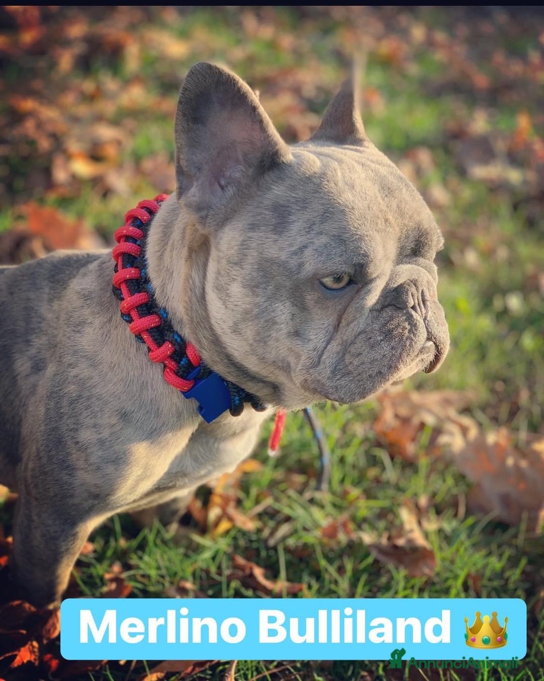 Immagine della galleria {{count}}