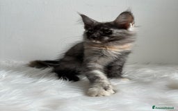 Maine Coon gatti in vendita: Cuccioli di Mainecoon  - Immagine 2