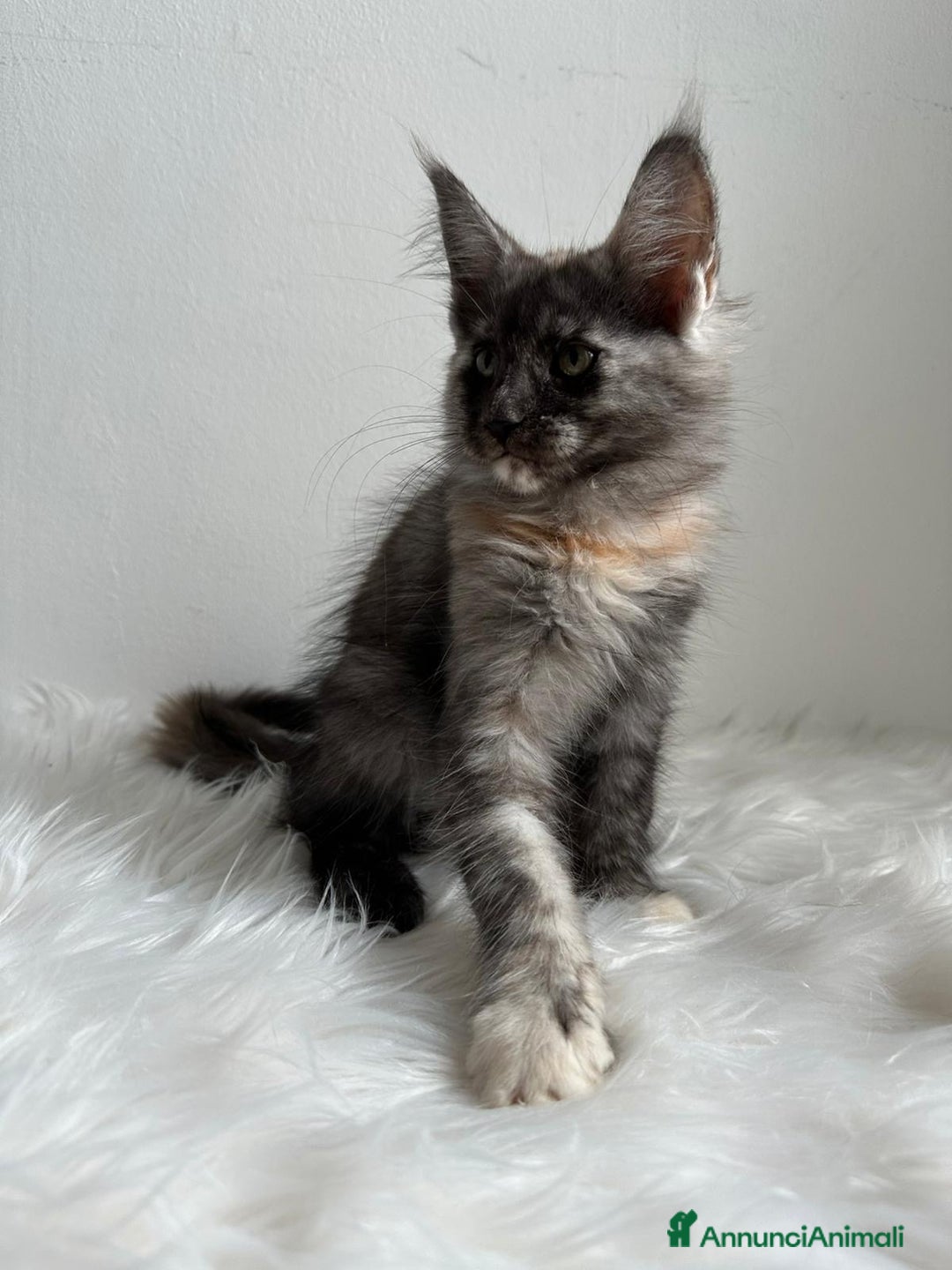 Maine Coon gatti in vendita: Cuccioli di Mainecoon  - Immagine 2