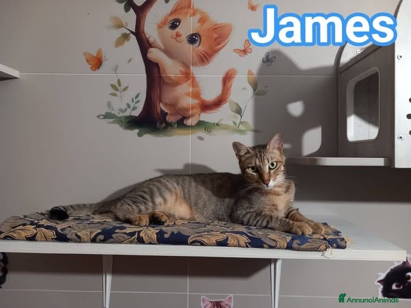 Europeo gatti JAMES dolce micio in adozione! - Annuncio 25