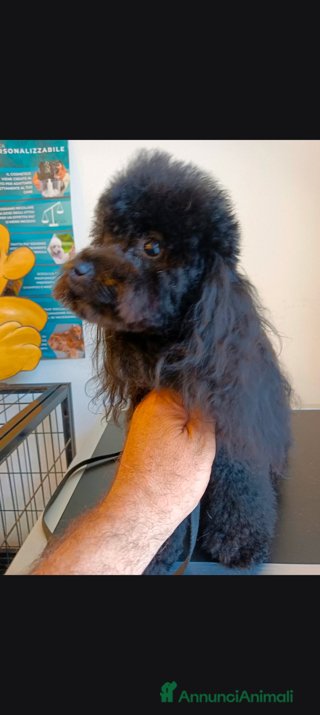 Barboncino Toy cani per accoppiamento: BARBONCINO TOY disponibile per accoppiamento  a Città Metropolitana di Firenze - Annuncio 2