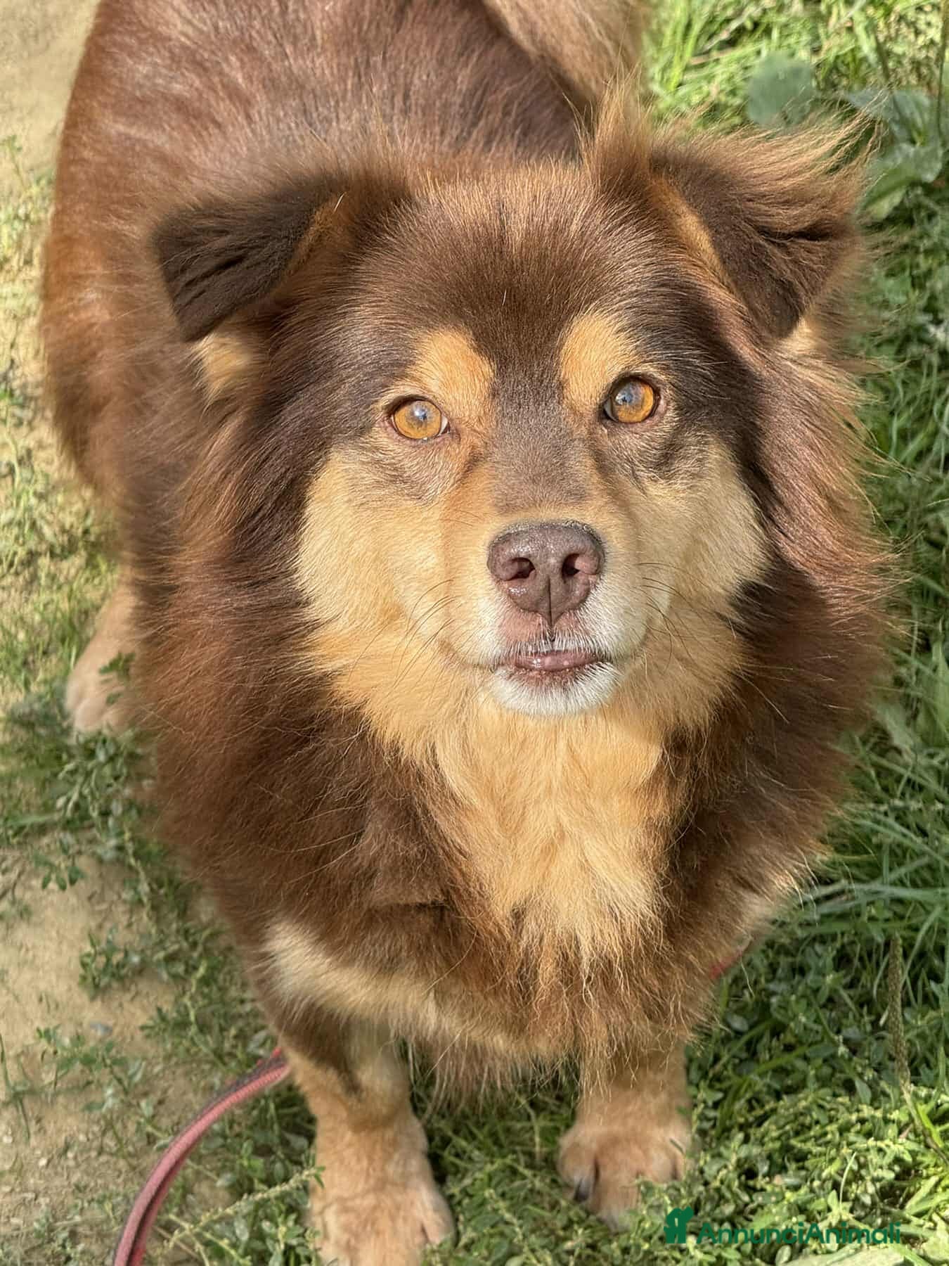 Meticcio cani CHILI, pelosone TAGLIA PICCOLA! - Annuncio 1