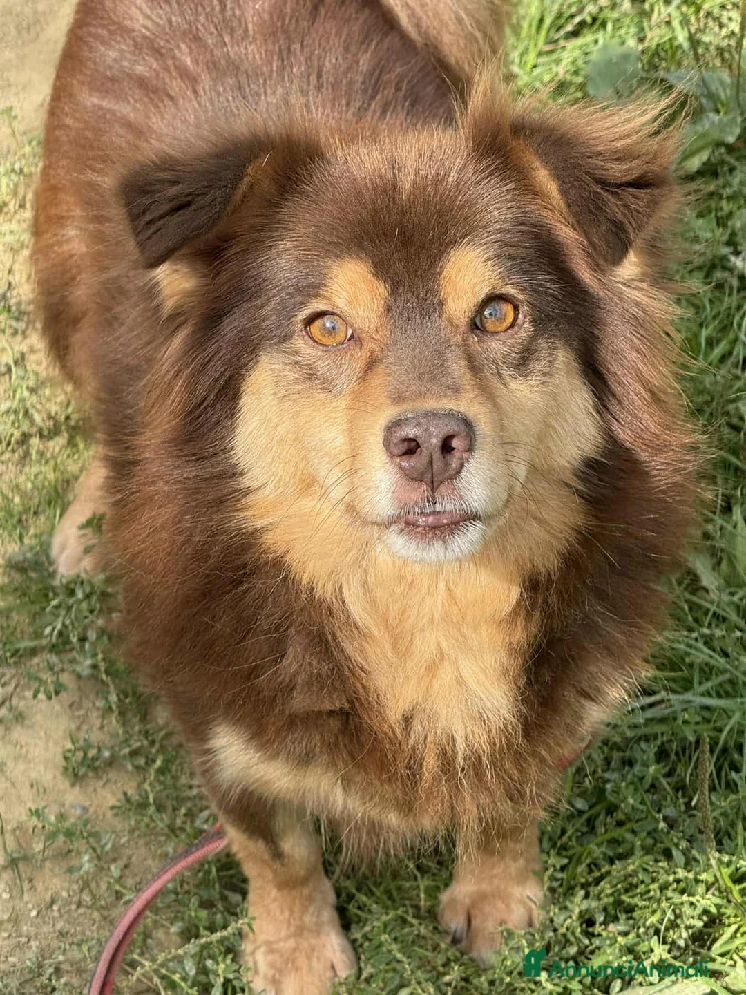 Meticcio cani in regalo: CHILI, pelosone TAGLIA PICCOLA! - Annuncio 1