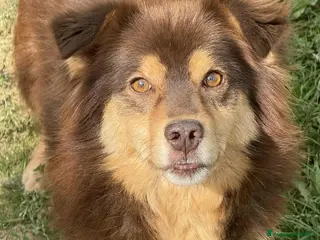 Meticcio cani CHILI, pelosone TAGLIA PICCOLA! - Annuncio 33