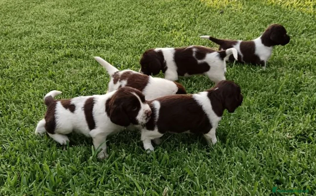 Springer Spaniel Inglese cani in vendita: Springer Spaniel - Annuncio 2