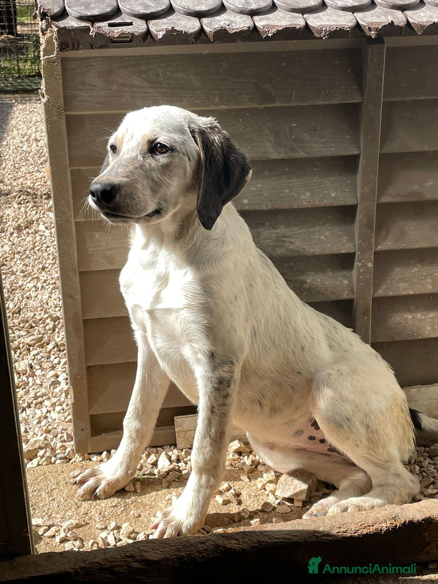 Meticcio cani in regalo: CERCHIAMO CASA : CI ADOTTI? a Provincia di Varese - Annuncio 7