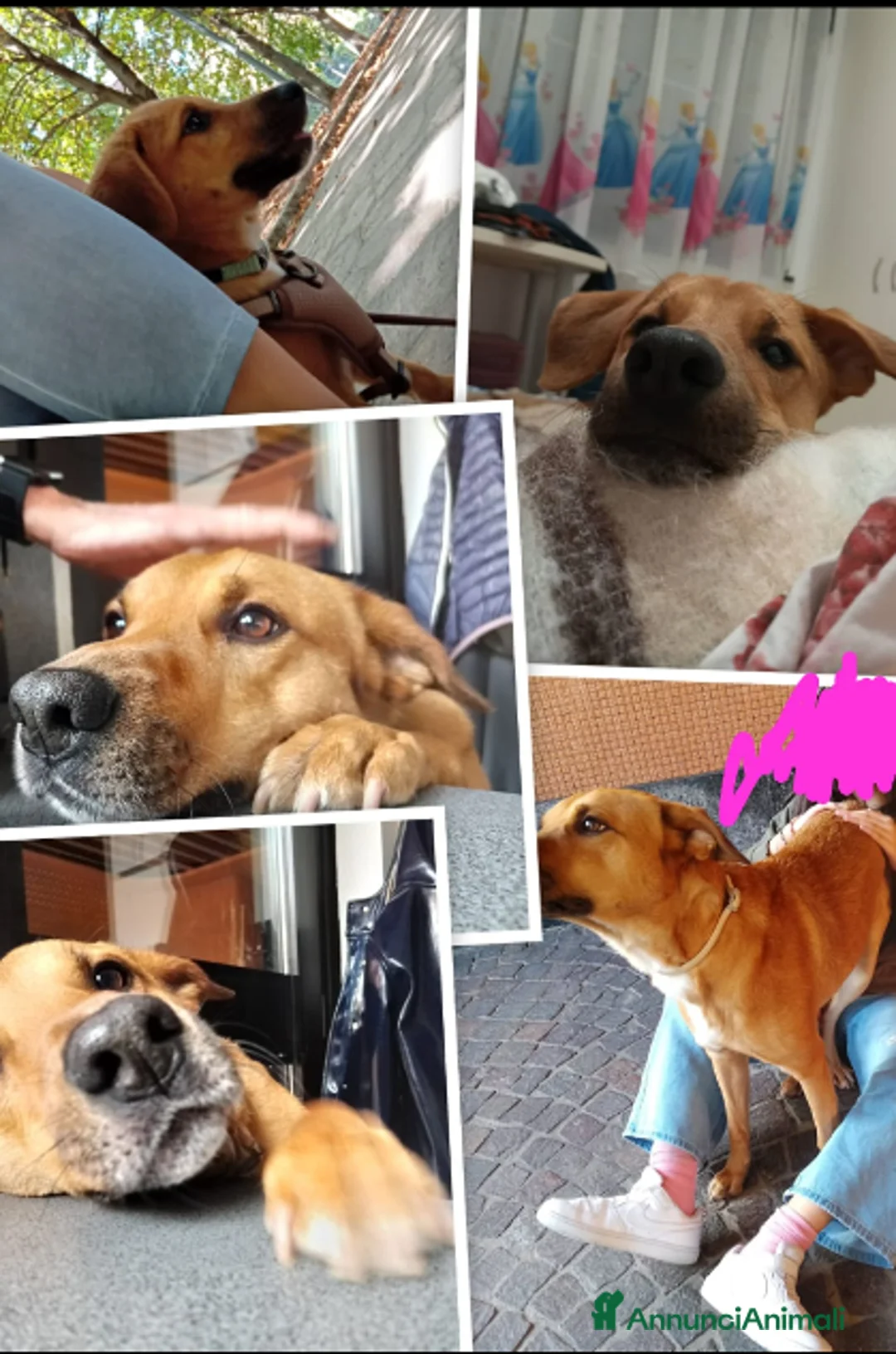 Meticcio cani in regalo: Porthos 5anni eterno cucciolone a Città metropolitana di Milano - Annuncio 1