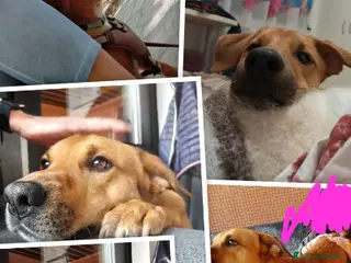 Meticcio cani Porthos 5anni eterno cucciolone - Annuncio 1