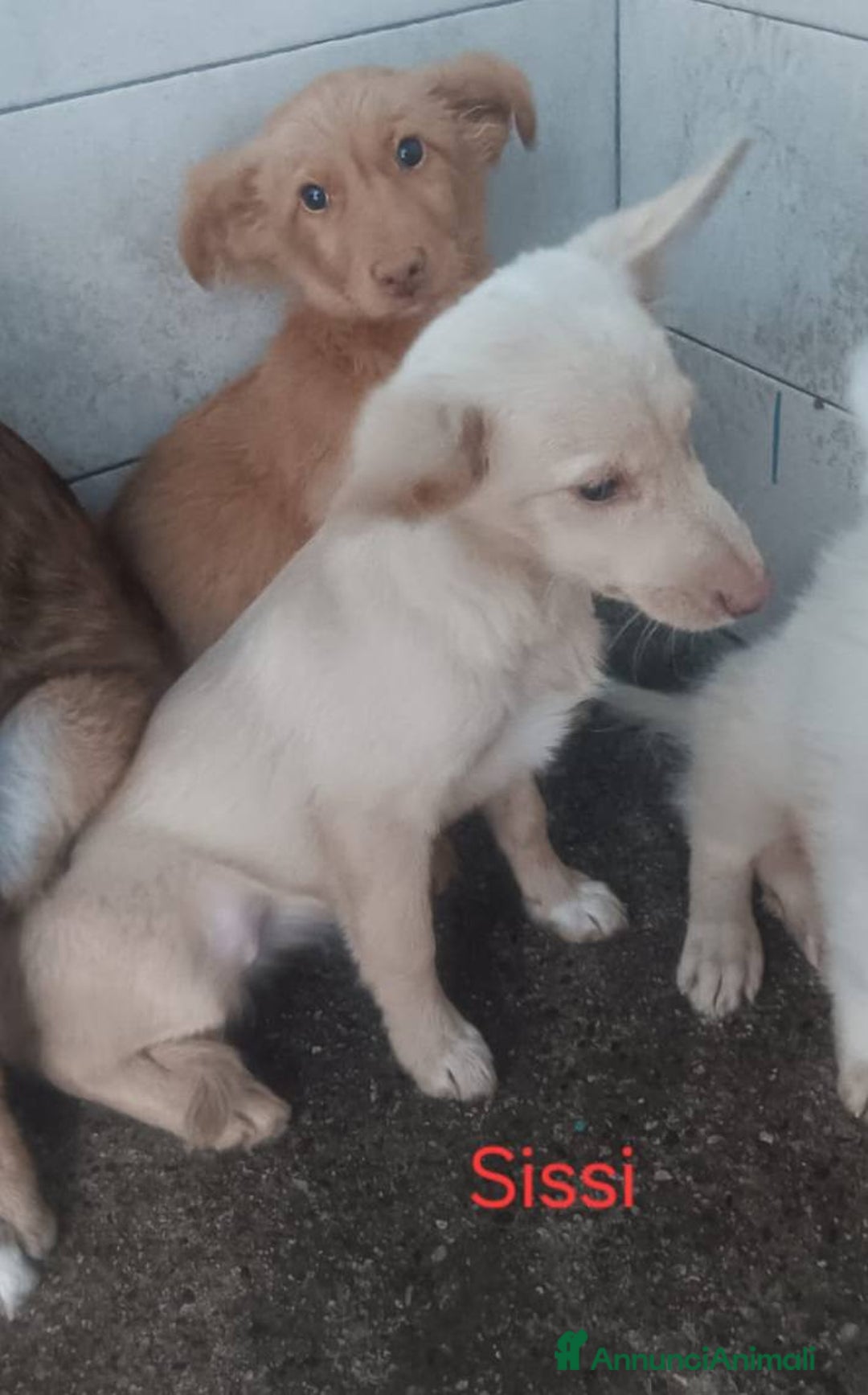 Meticcio cani in regalo: Dana Sissi e Foxi - Annuncio 3