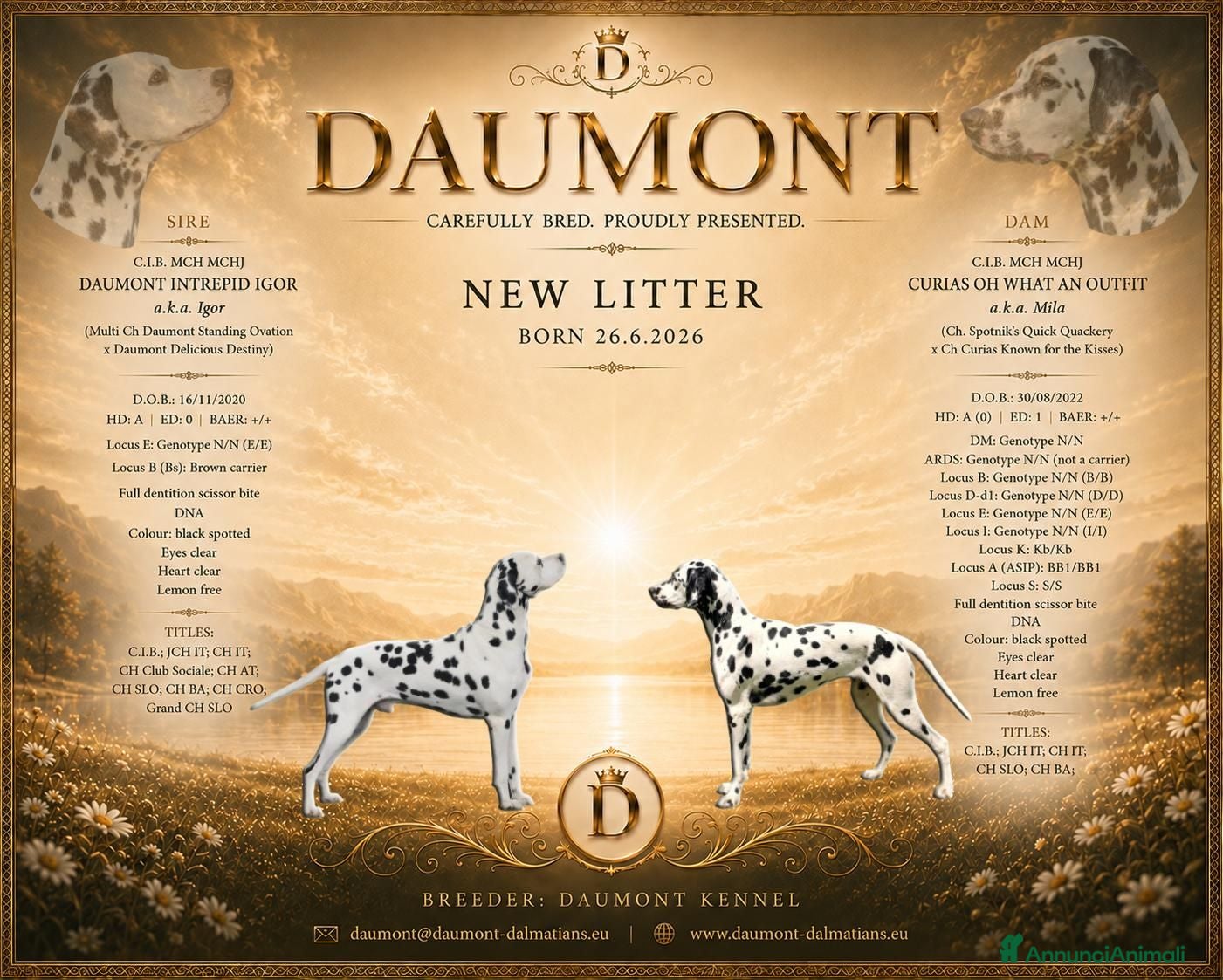 Dalmata cani Cuccioli dalmata - Annuncio 1