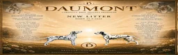 Dalmata cani in vendita: Cuccioli dalmata a Provincia autonoma di Trento - Annuncio 1