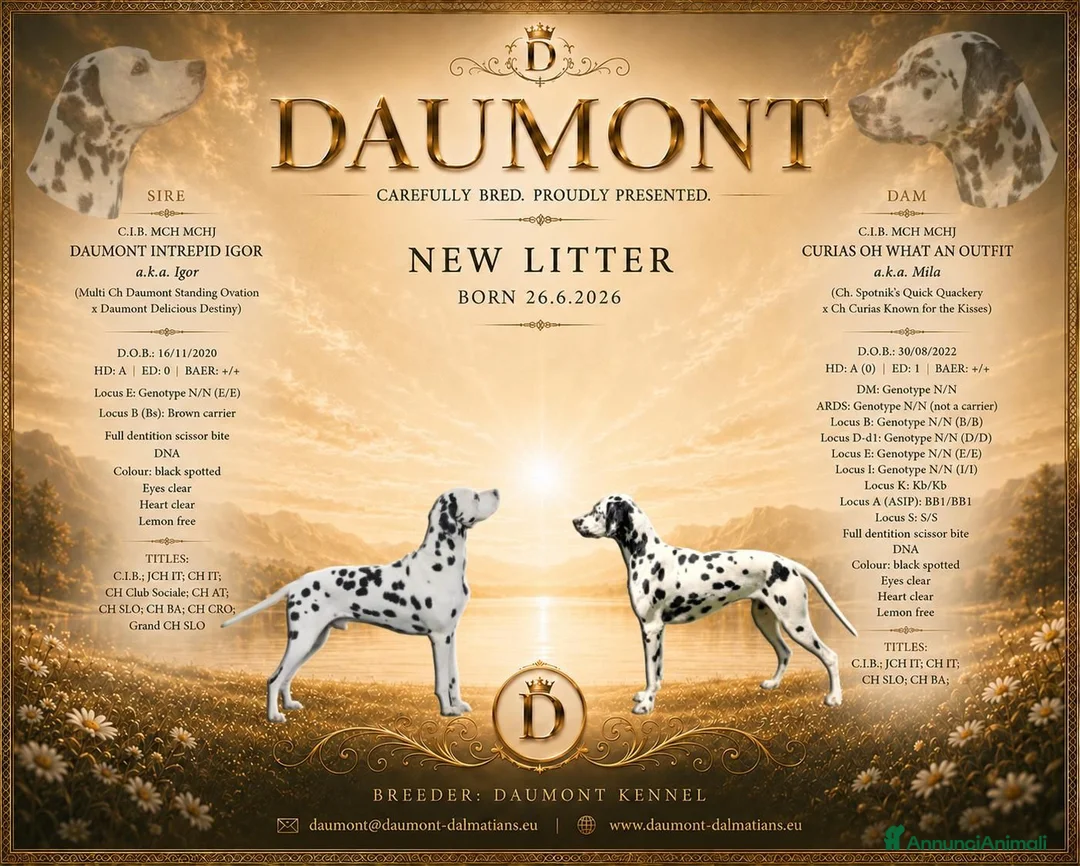 Dalmata cani in vendita: Cuccioli dalmata a Provincia autonoma di Trento - Annuncio 1