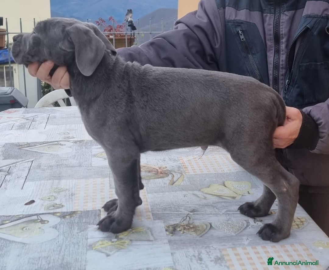 Cane Corso cani in vendita: Cuccioli di cane corso - Annuncio 6