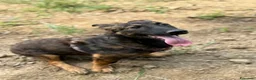 Meticcio cani in regalo: ENZO, lupacchiotto ZAMPACORTA simpaticissimo! - Annuncio 7