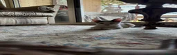 Meticcio gatti in regalo: Alice e Cocò, 4 mesi cercano casa a Città metropolitana di Roma Capitale - Annuncio 5