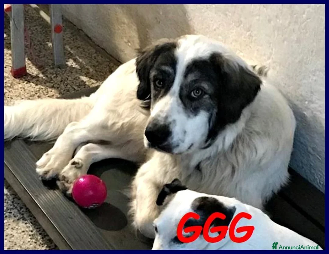 Meticcio cani in regalo: GGG meraviglioso e gentile tg grande a Città metropolitana di Milano - Annuncio 2