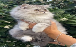 Scottish gatti in vendita: Scottish Highland straight - Annuncio 7