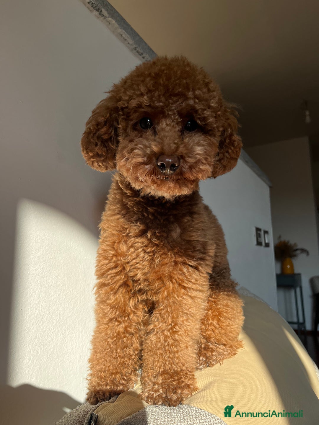 Barboncino Toy cani per accoppiamento: Disponibile per monta  - Annuncio 5