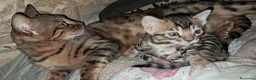 Bengala gatti in vendita: Bengala cuccioli a Provincia della Spezia - Annuncio 7