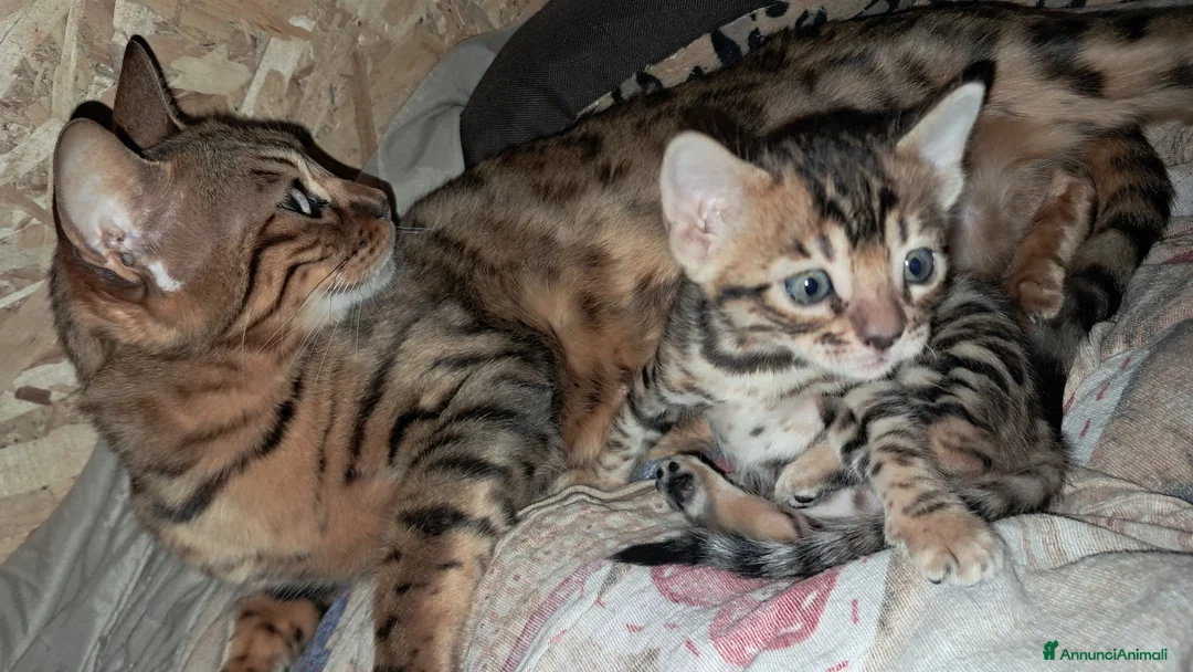Bengala gatti in vendita: Bengala cuccioli a Provincia della Spezia - Annuncio 7