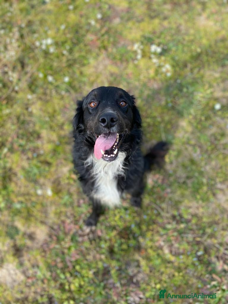 Meticcio cani PRINCE occhi belli cerca casa - 7 anni  a Provincia di Latina - Annuncio 17