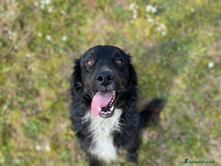 Meticcio cani PRINCE occhi belli cerca casa - 7 anni a Provincia di Latina - Annuncio 17