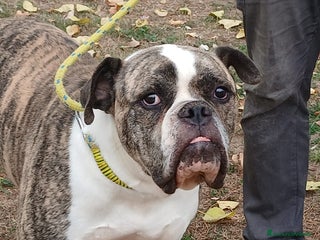 American Bully cani ETTORE AMERICAN BULLDOG E' IN CERCA DI UNA CASA - Annuncio 38