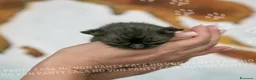 Scottish gatti in vendita: Cuccioli di Scottish Fold e Straight con Pedigree - Annuncio 14