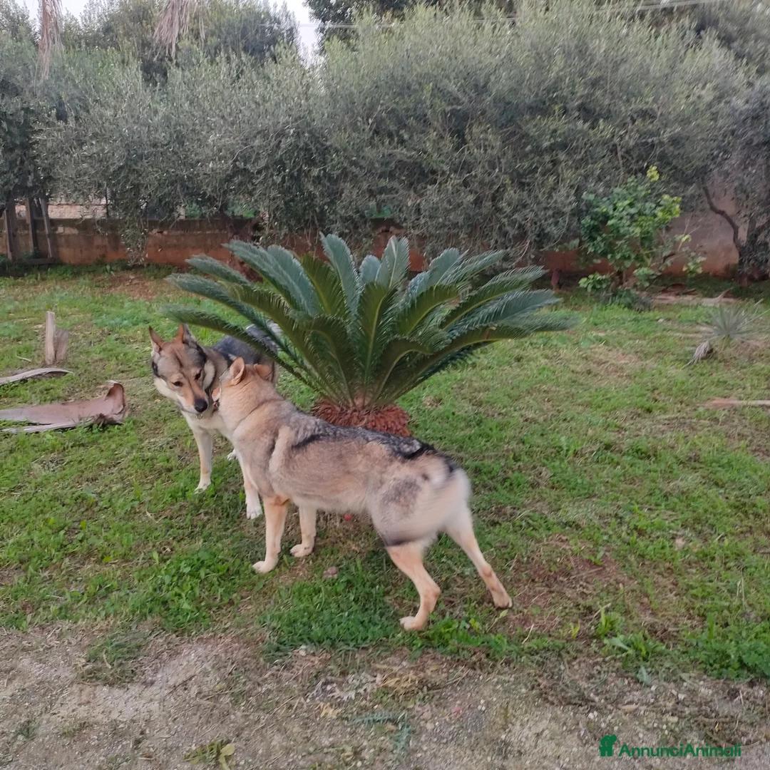 Lupo Cecoslovacco cani in vendita: Cuccioli lupo cecoslovacco  - Annuncio 6