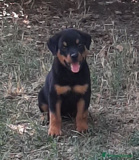 Rottweiler cani in vendita: Cucciolo maschio di Rottweiler con il Pedigree  - Annuncio 1