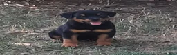 Rottweiler cani in vendita: Cucciolo maschio di Rottweiler con il Pedigree  - Annuncio 1