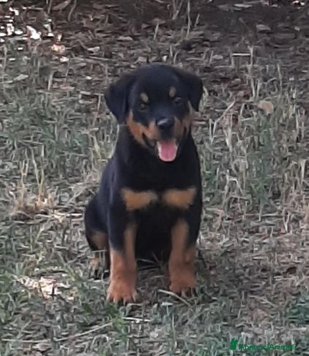 Rottweiler cani in vendita: Cucciolo maschio di Rottweiler con il Pedigree  - Annuncio 1
