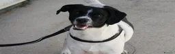 Meticcio cani in regalo: Pedro in adozione - Annuncio 4