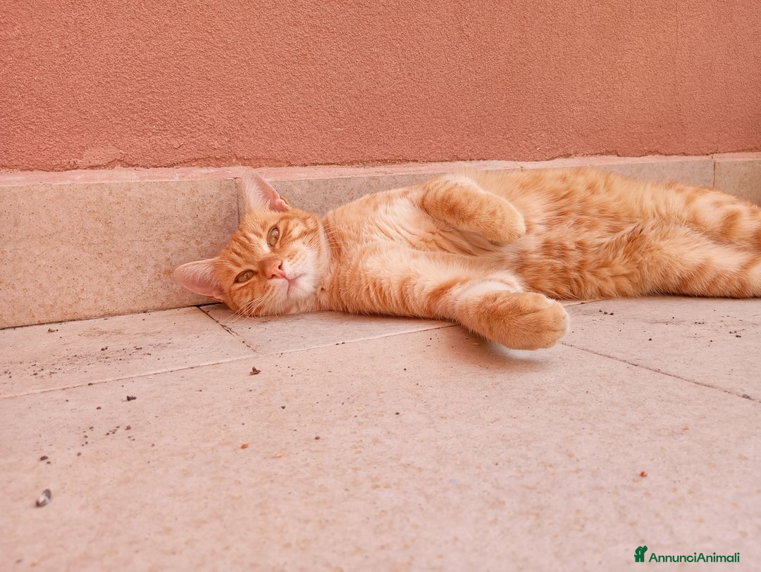 Europeo gatti in regalo: Rumba cerca casa - Annuncio 2