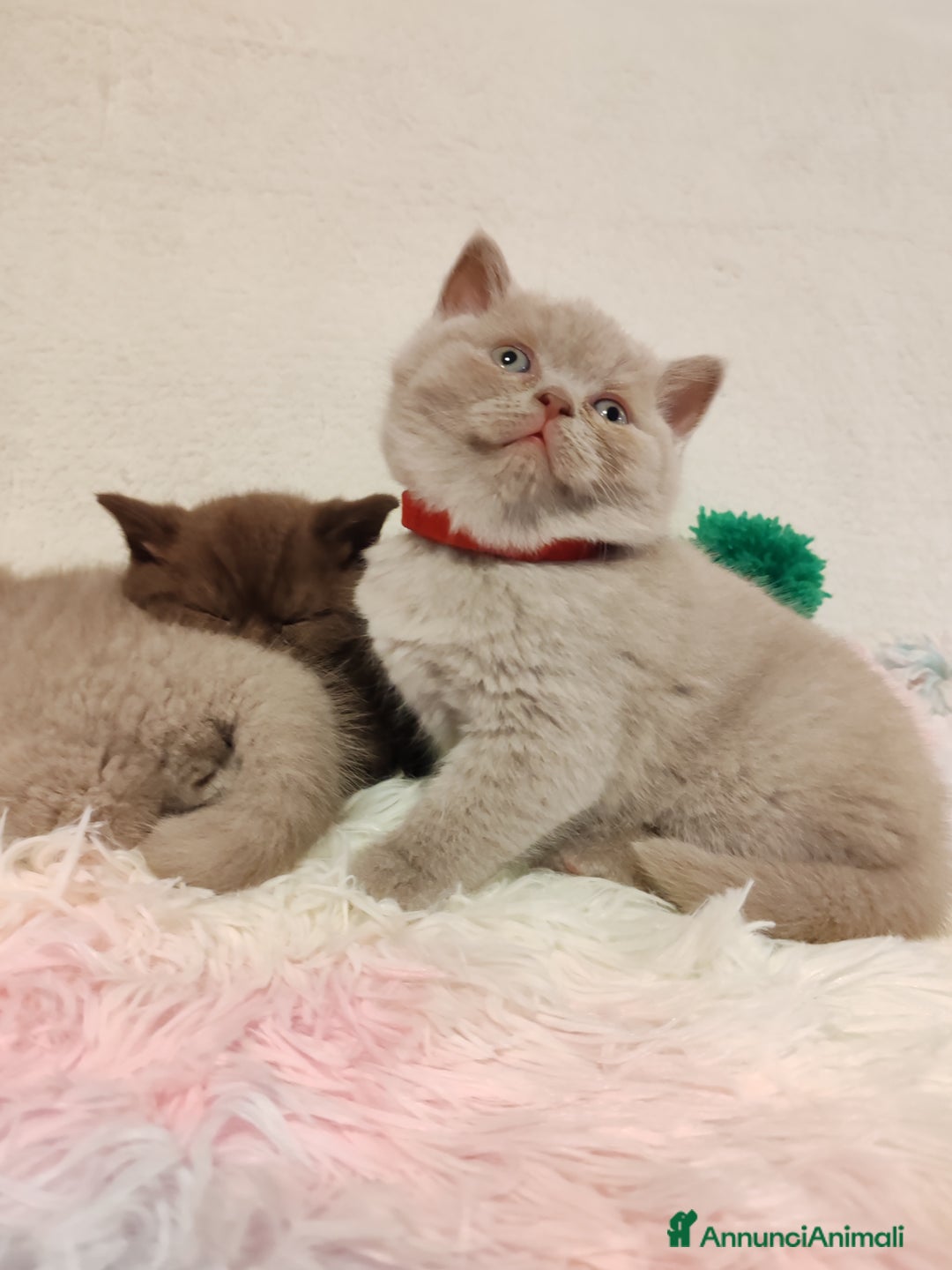 Scottish gatti in vendita: British S. straight femmina - Annuncio 10