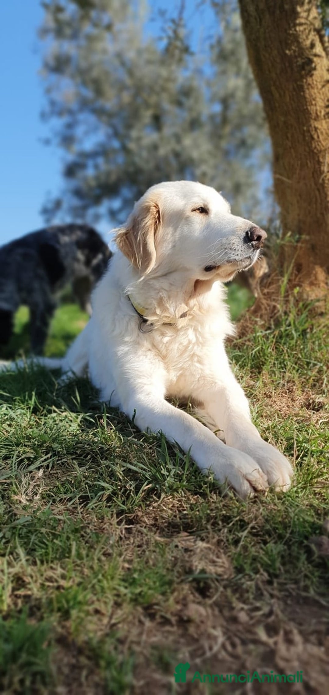 Pastore Maremmano cani in regalo: Thor fiero e maestoso maremmano a Città metropolitana di Roma Capitale - Immagine 4